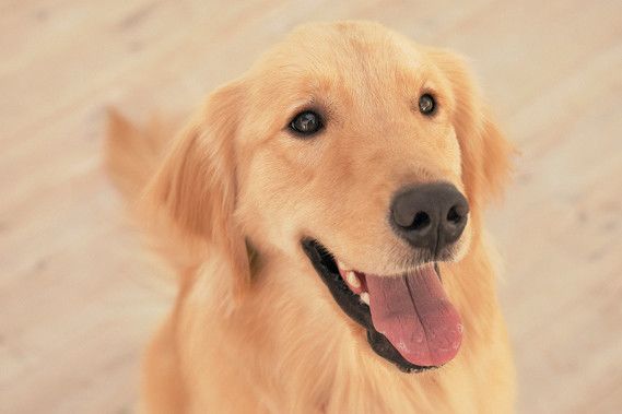 大型犬