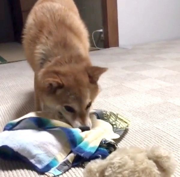謎の行動をする柴犬