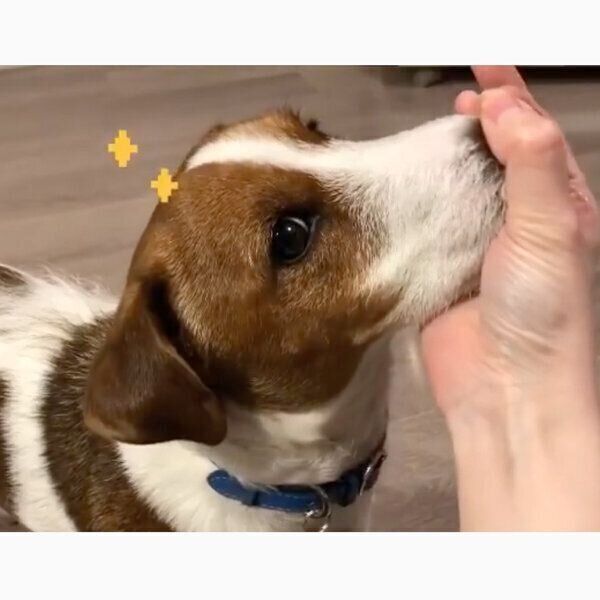 流し目をするまめたくん