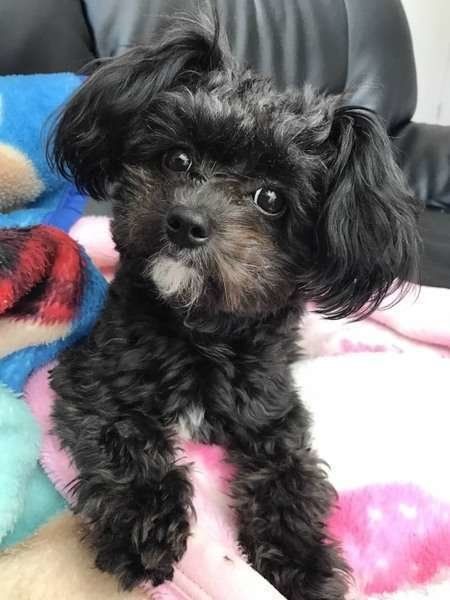 甘え顔をみせる犬