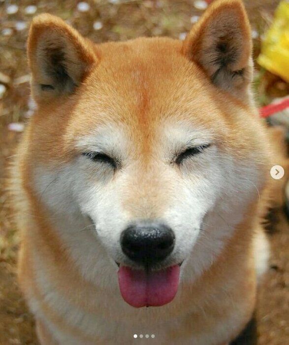 先代犬の伊吹ちゃん