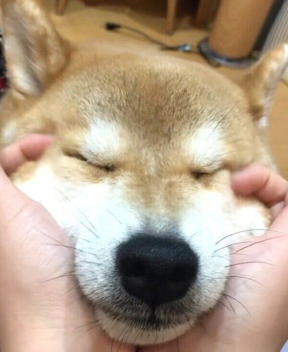 顔をむにゅむにゅされて気持ちよさそうなラテくん