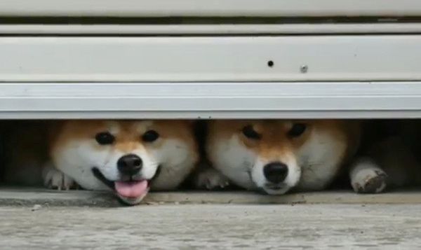 密着する柴犬