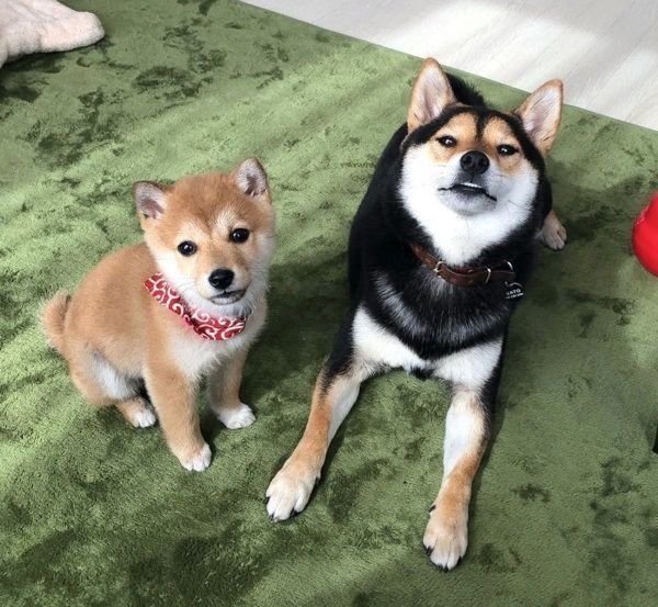 妹のトイレを見守る柴犬