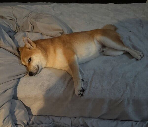 ベッドを占領するわさびくん