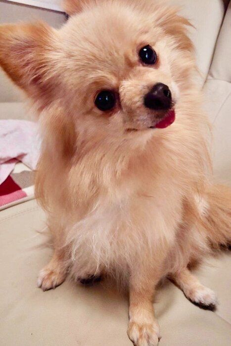 初めておうちに来たときのポメラニアン（4才頃）