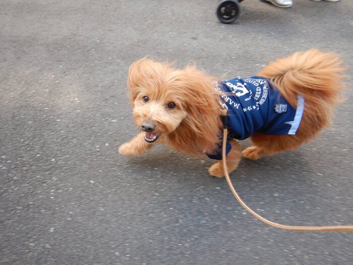 連載「こぐま犬てんすけ」