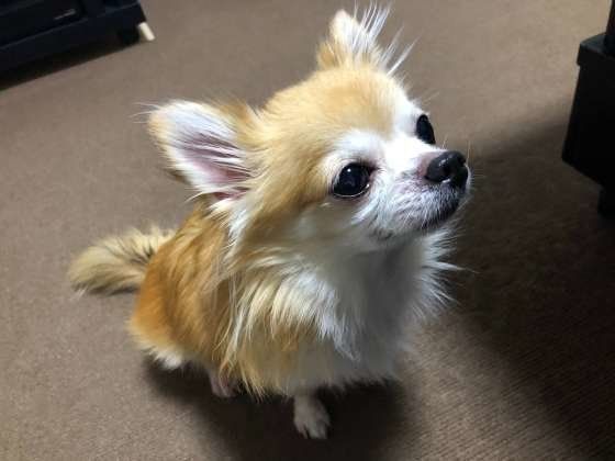 見上げるチワワ