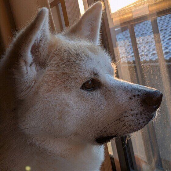 秋田犬の海くん