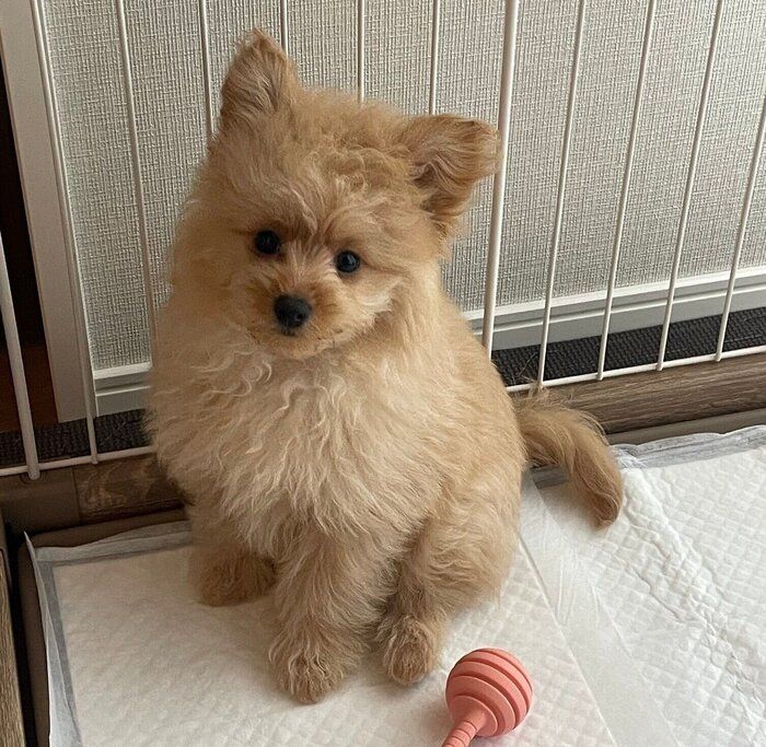 お迎え初日のころもくん