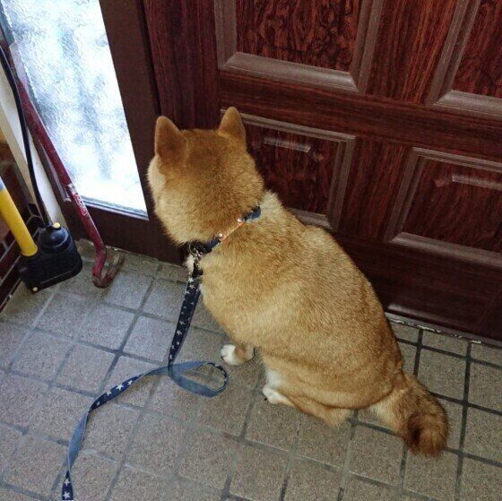 玄関で散歩に行くのを待つ柴のコムギちゃん