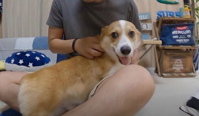 コーギー ウニくん