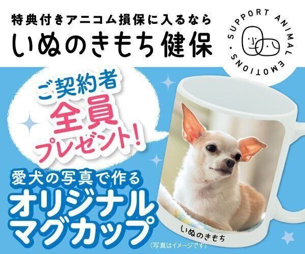 いぬのきもちweb Magazine もっと犬が好きになる いぬのきもちweb Magazine もっと犬が好きになる