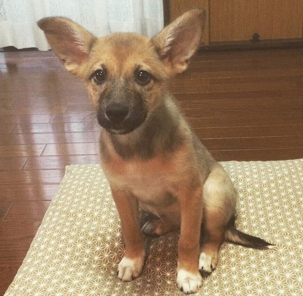 こむぎちゃん