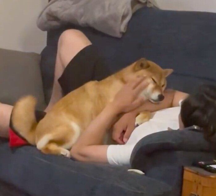 デレるおだしくん