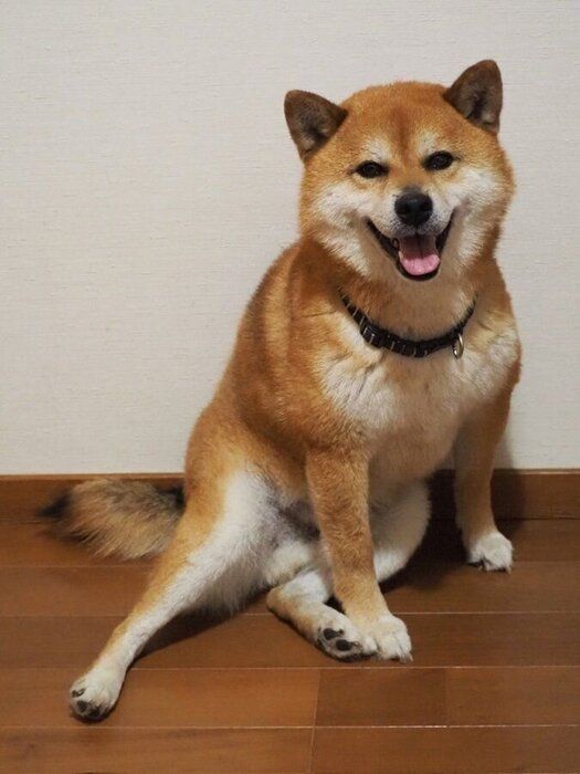 最近のポンさんの様子　ニコニコの表情がかわいい