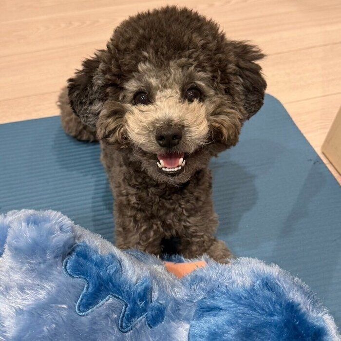 ししおうまるくんは飼い主さんにおもちゃを押しつけて、遊んでとよくアピールしてくるのだとか