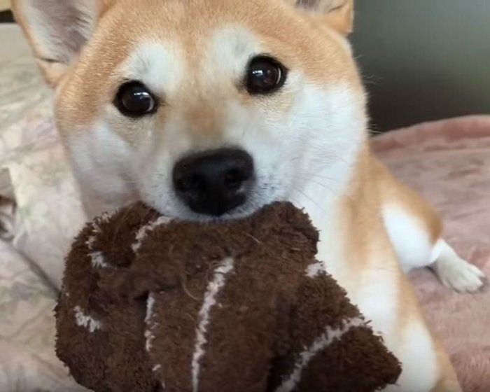 いたずらをする柴犬