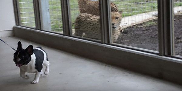 チーターとフレンチ・ブルドッグ