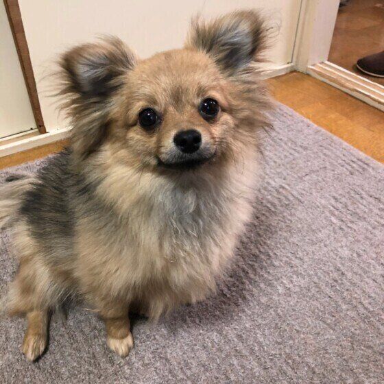 ゴハンを催促する犬(MIX、メス)