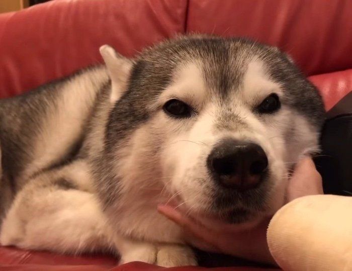 寝たい犬