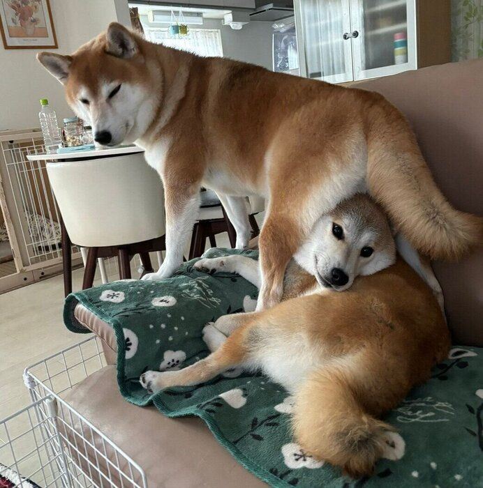 ゆなちゃん、こん助くん