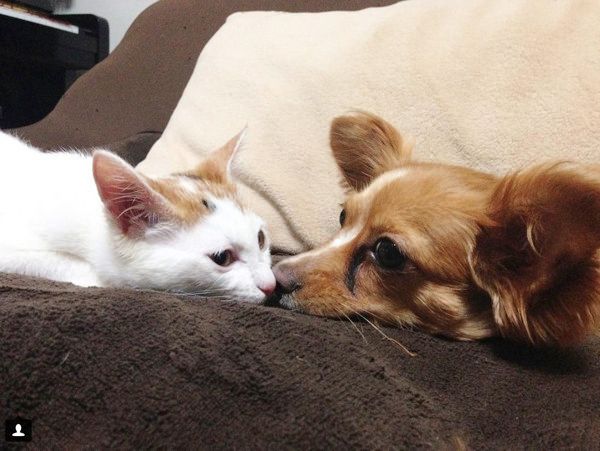 内緒話をする犬猫