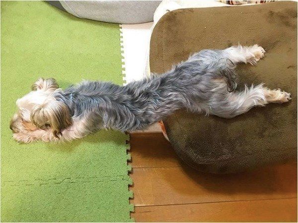 寝相がすごいワンコ