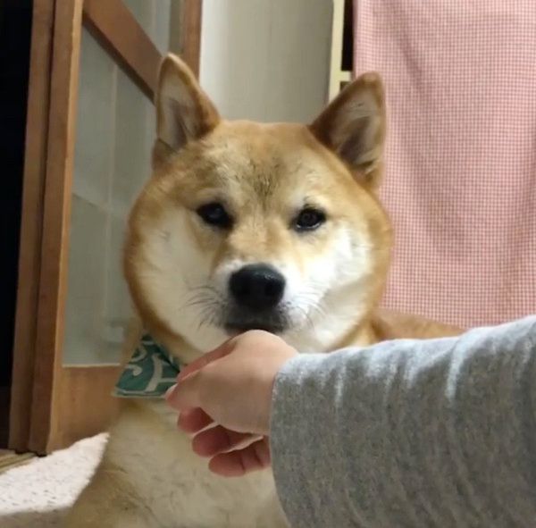 見つめる柴犬