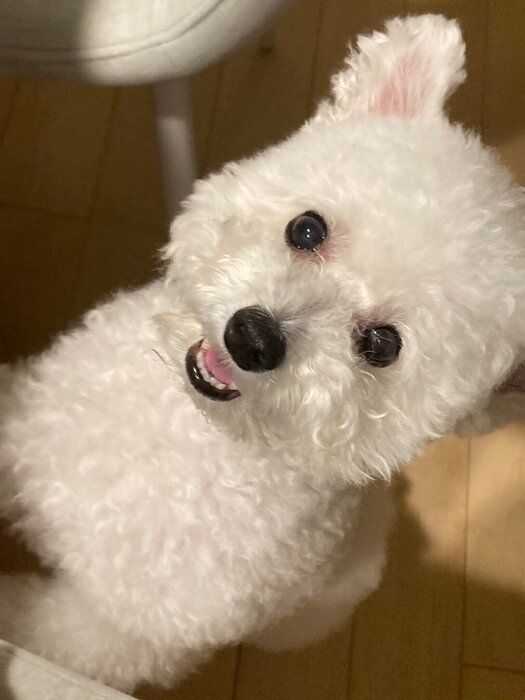 飼い主さんに甘えるくるるくん