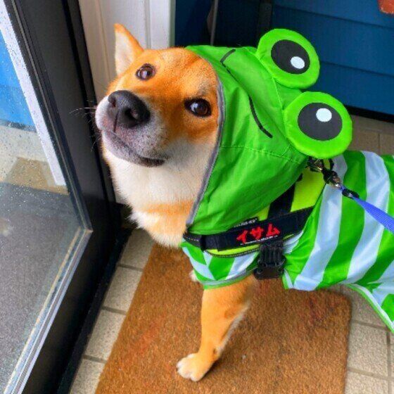 犬と暮らす飼い主さんにありがちな梅雨のお悩みを考える いぬのきもち