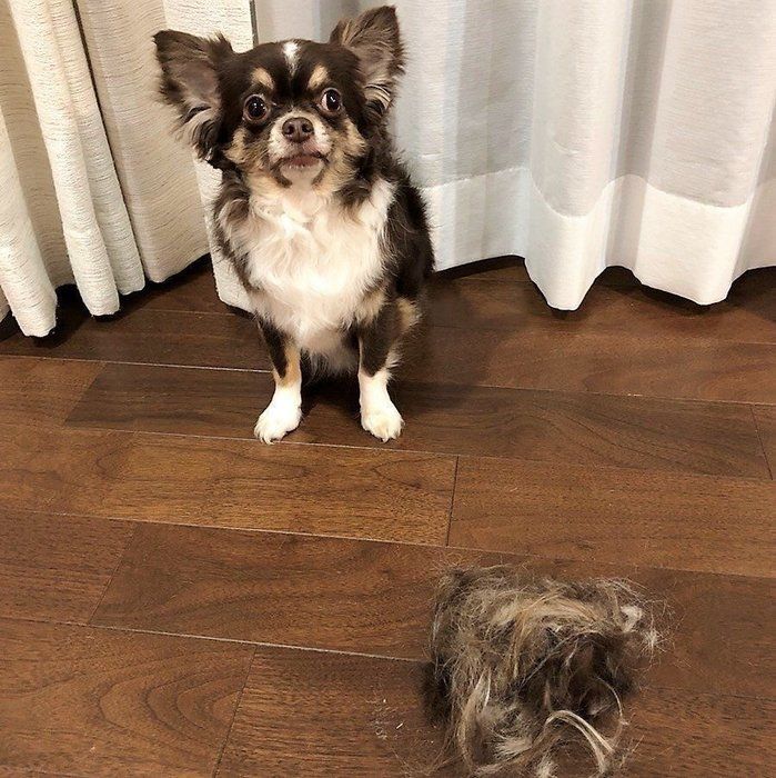 チワワと毛