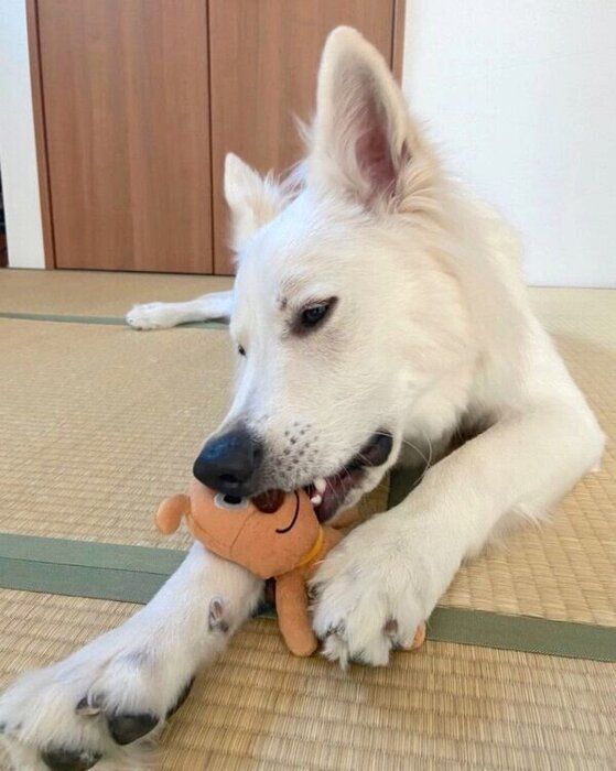 おもちゃで遊ぶモフちゃん