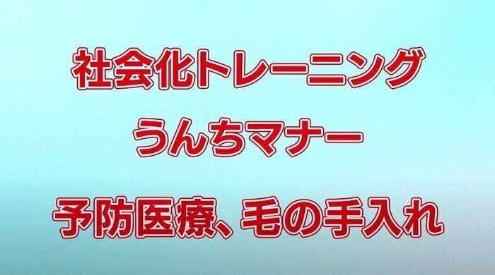 犬の防災対策
