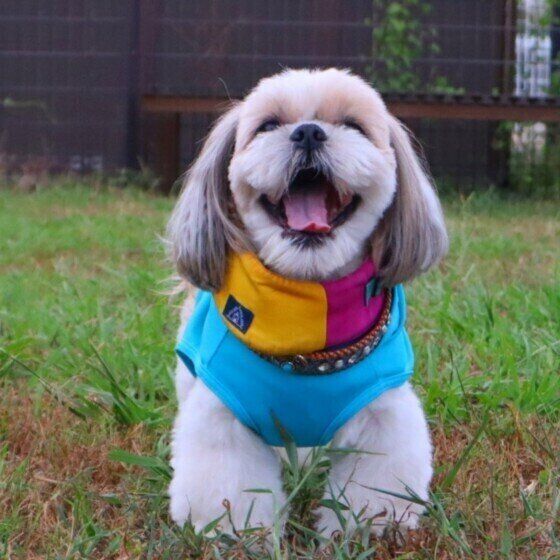 犬が笑顔になる理由は？いつ、どんなときに見せるのか解説