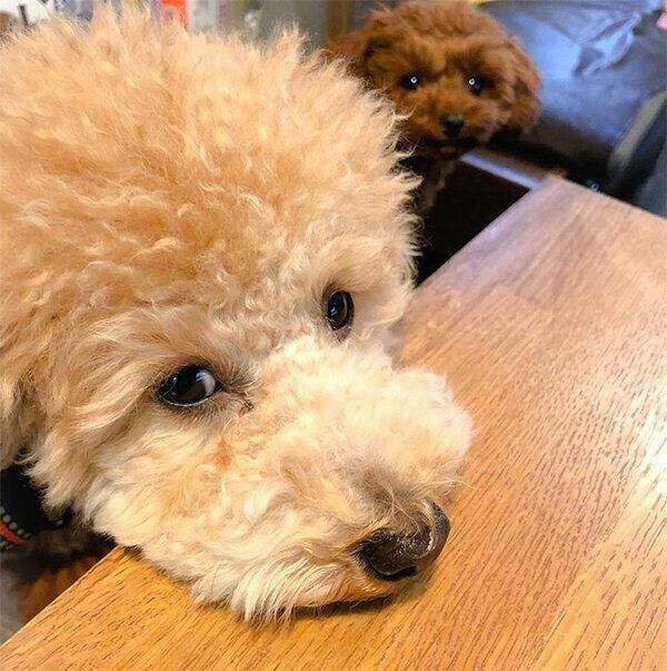 テーブルにあご乗せするリンくん