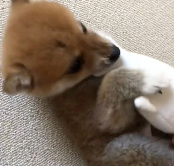 ごまちゃんが好きな豆柴