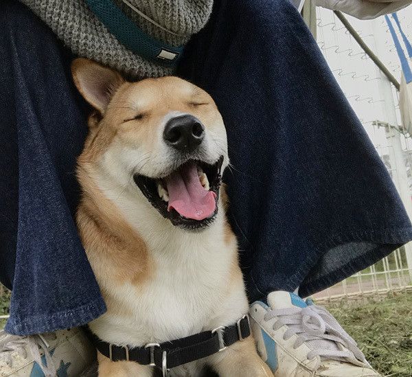 微笑む犬