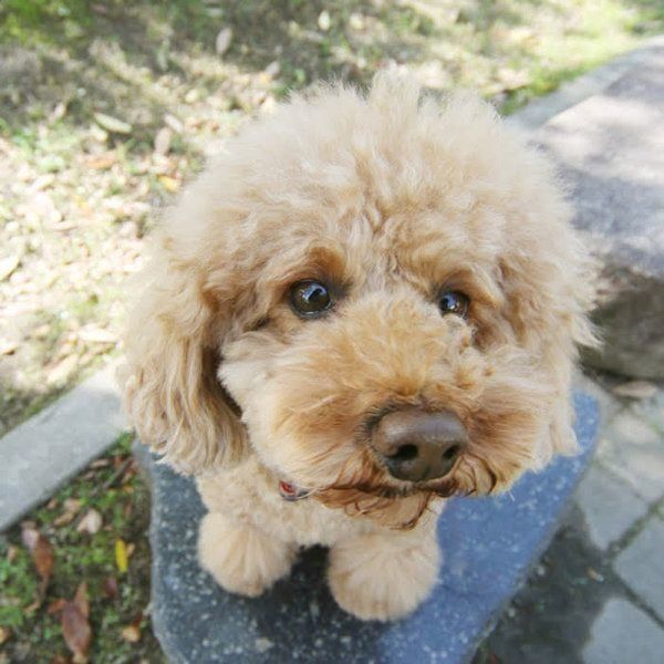 散歩する犬