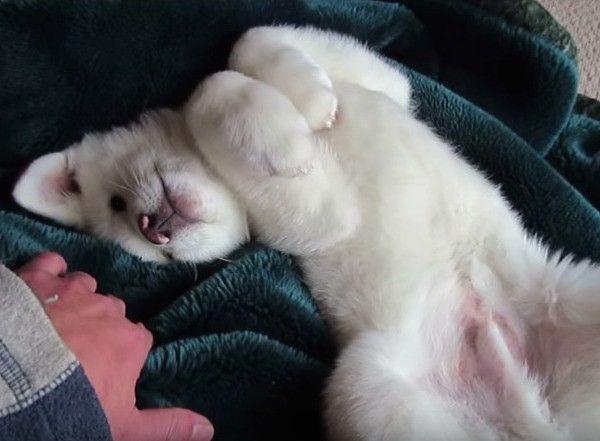秋田犬