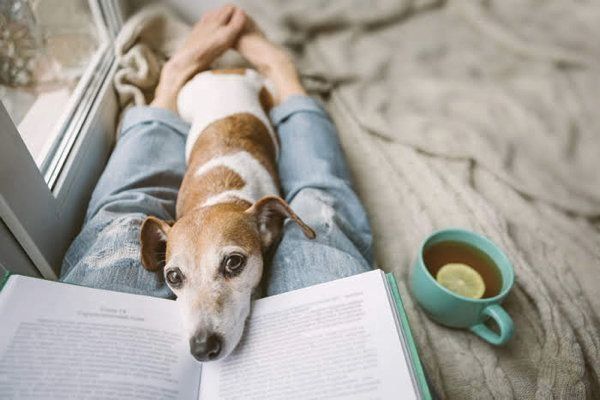 飼い主さんに寄り添う犬