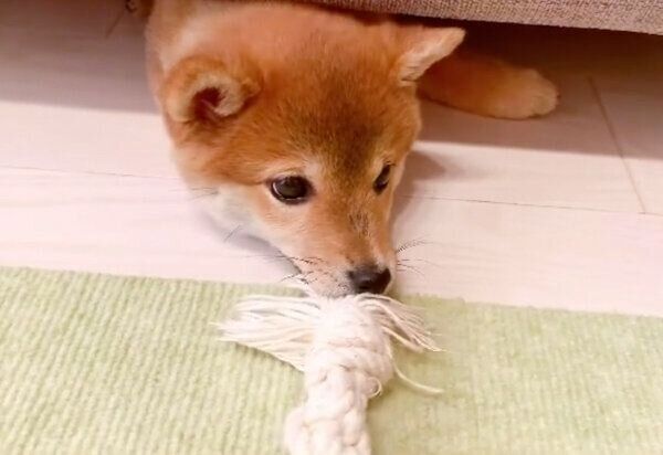 飼い主さんと遊ぶぽたちゃん