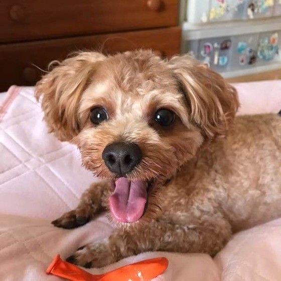 みつめる犬
