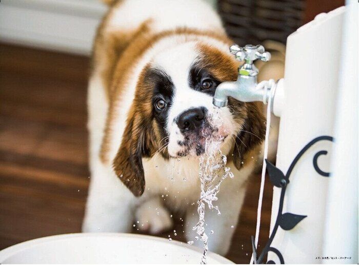 子犬のセントバーナードが水を飲む