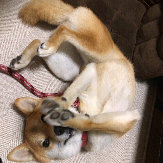 寝転がる柴犬