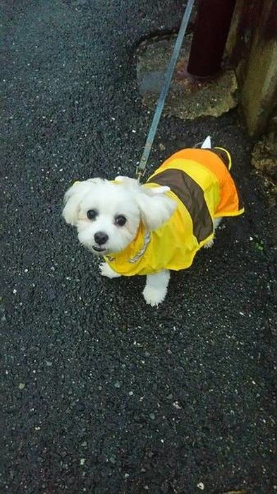 保護犬