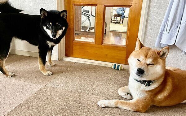 こてまる先輩におもちゃを持っていき、遊びに誘うつぶらちゃん