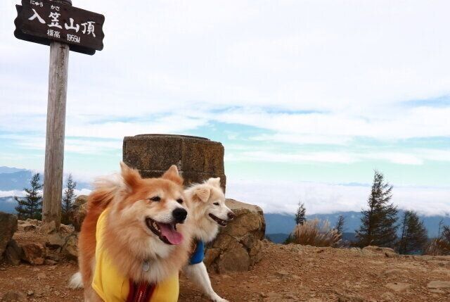 大福と雲海を見に行く【穴澤賢の犬のはなし】