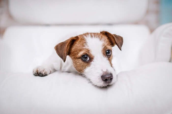 カメラを見つめる犬
