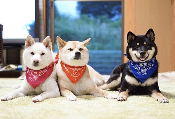 3匹の柴犬